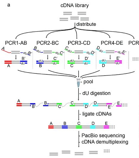 Figure 2. Workflow of MAS-ISO-seq depicting the process from single-cell isolation to high-resolution isoform sequencing.
